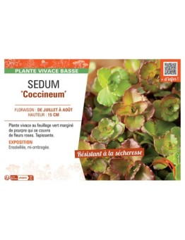 SEDUM ‘Coccineum’