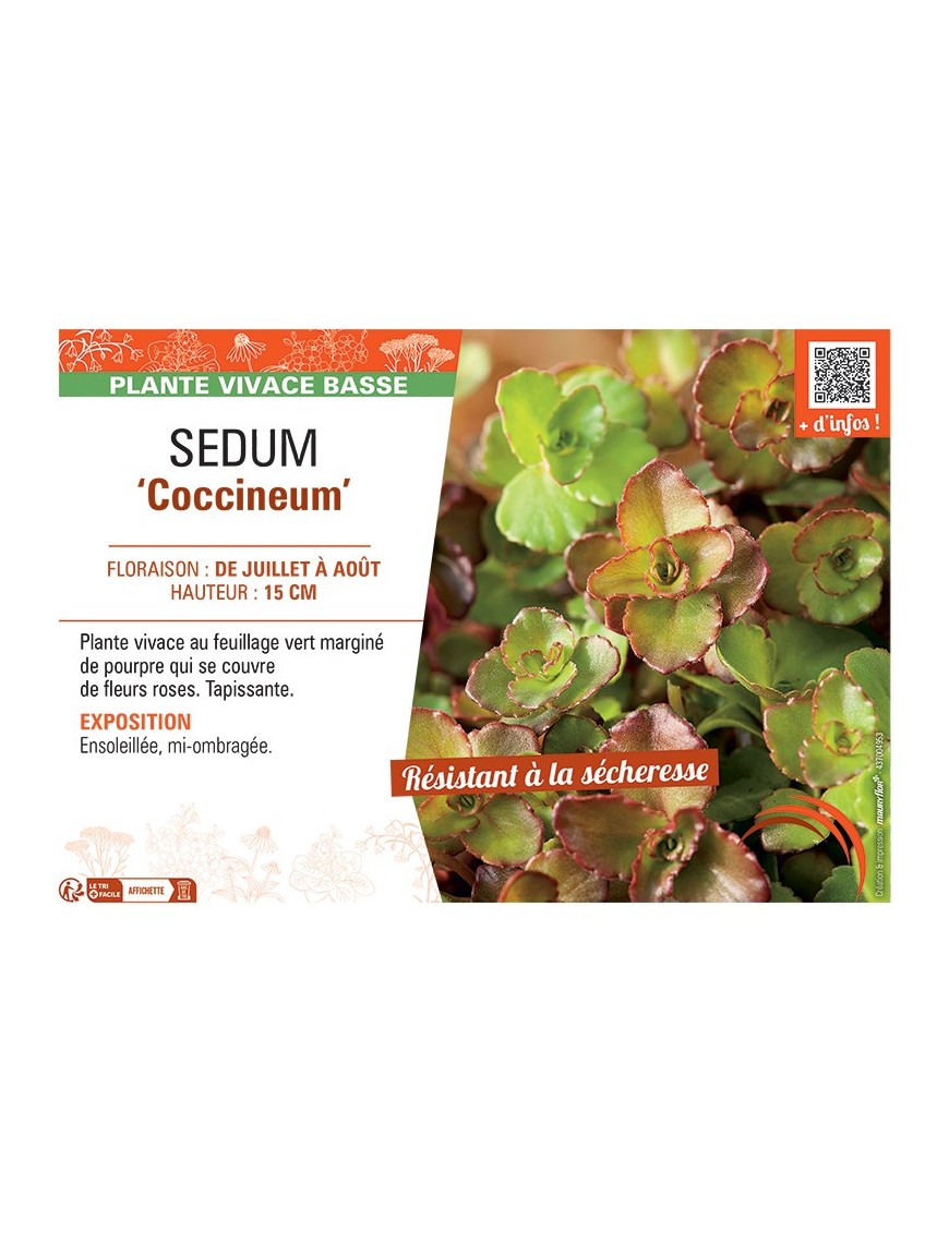 SEDUM ‘Coccineum’