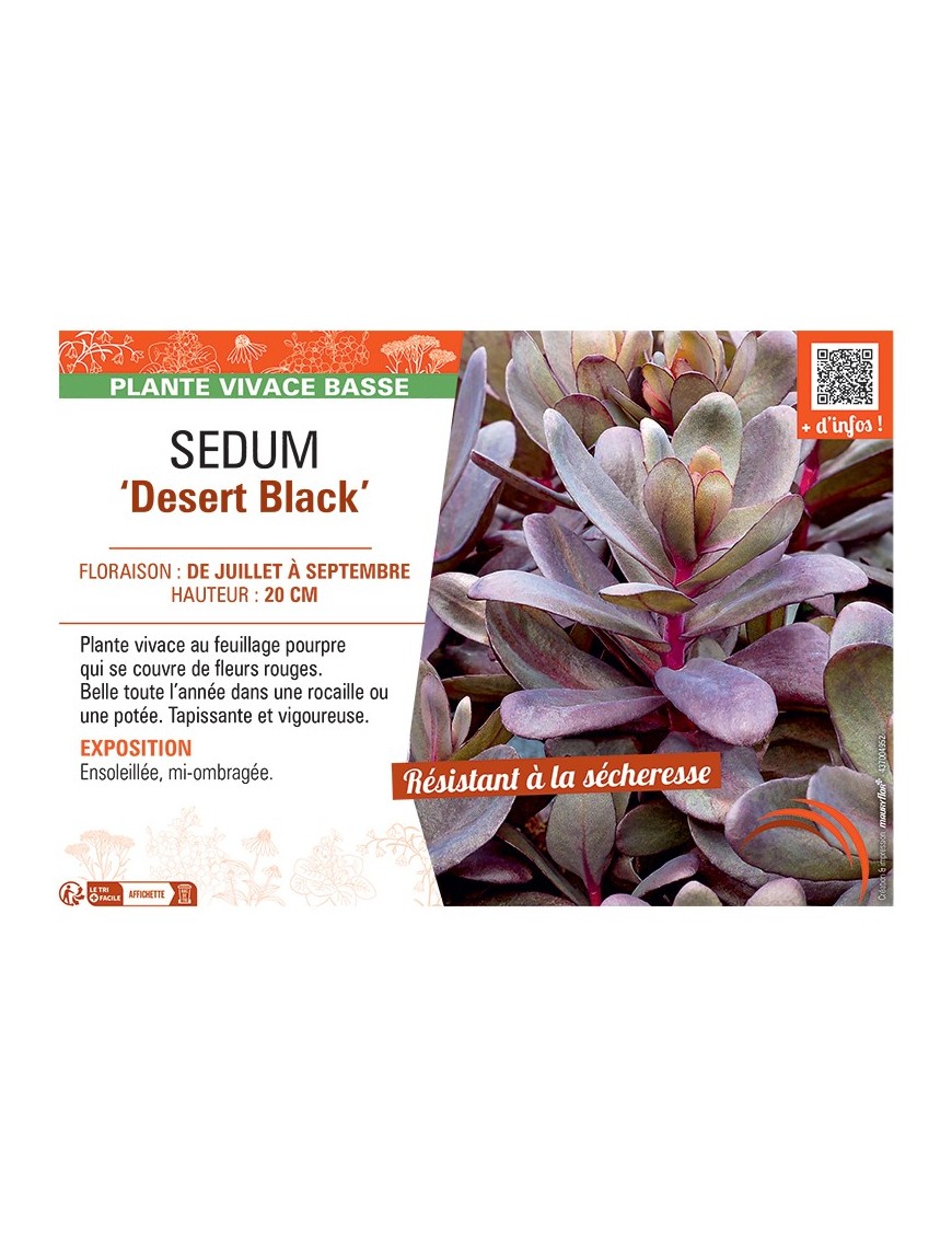 SEDUM ‘Desert Black’