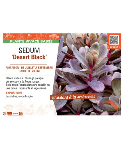 SEDUM ‘Desert Black’