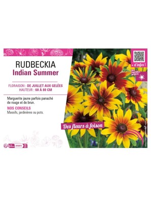 RUDBECKIA INDIAN SUMMER
