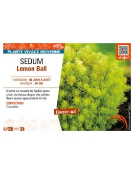 SEDUM LEMON BALL