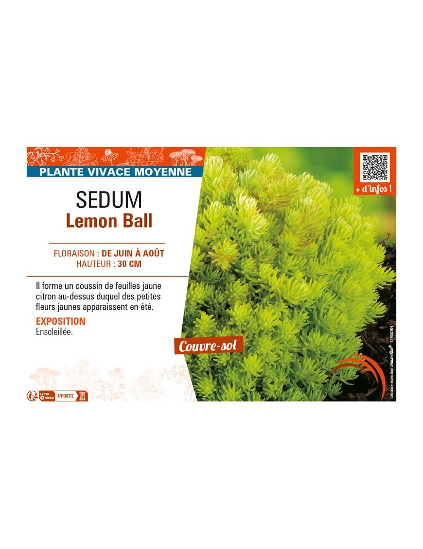 SEDUM LEMON BALL