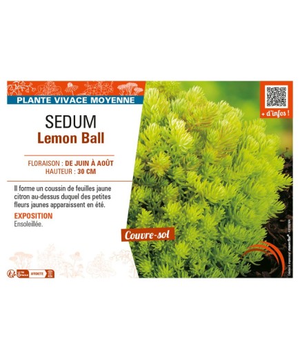 SEDUM LEMON BALL