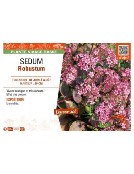 SEDUM ROBUSTUM