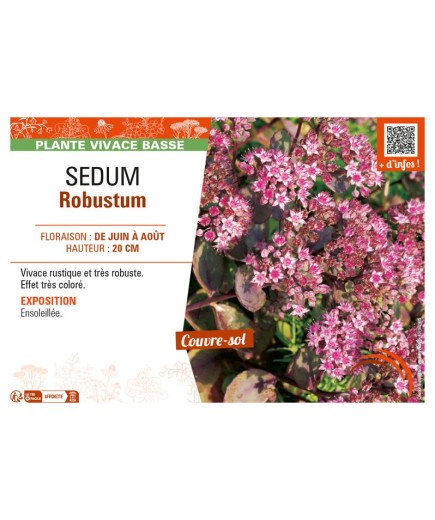 SEDUM ROBUSTUM