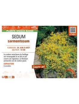 SEDUM SARMENTOSUM