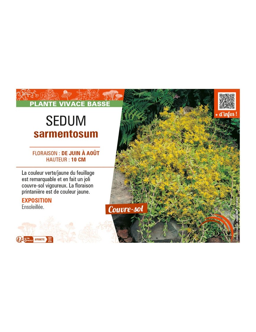 SEDUM SARMENTOSUM