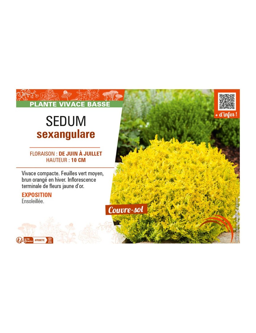 SEDUM SEXANGULARE