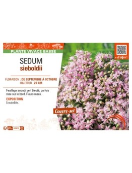 SEDUM SIEBOLDII