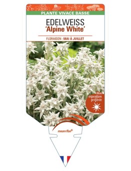 EDELWEISS (leontopodium souliei) Alpine White