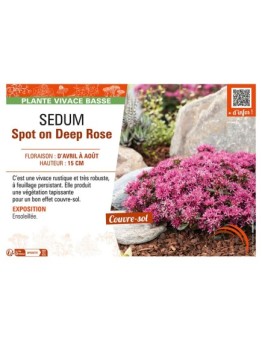 SEDUM SPOT ON DEEP ROSE
