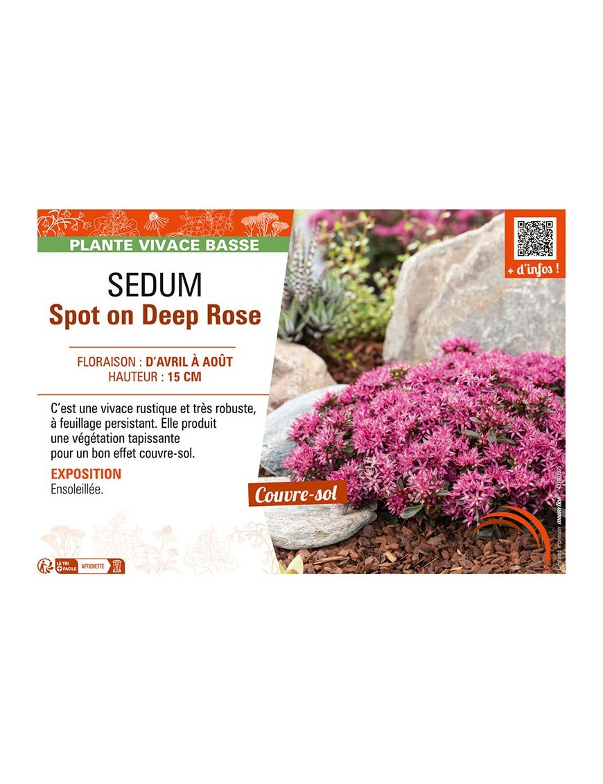 SEDUM SPOT ON DEEP ROSE