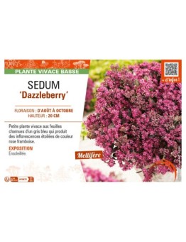 SEDUM Dazzleberry