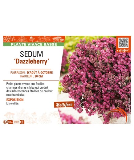 SEDUM Dazzleberry