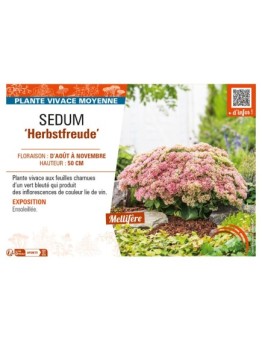 SEDUM Herbstfreude