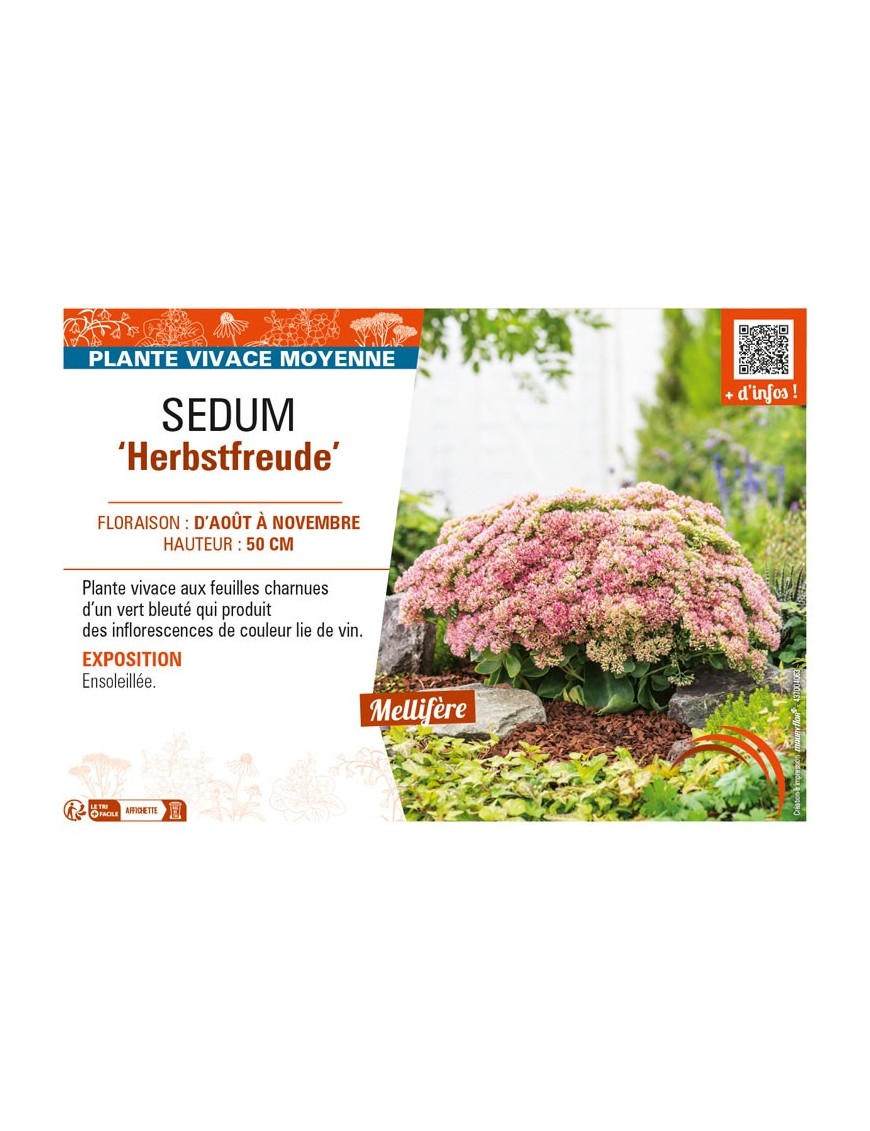SEDUM Herbstfreude