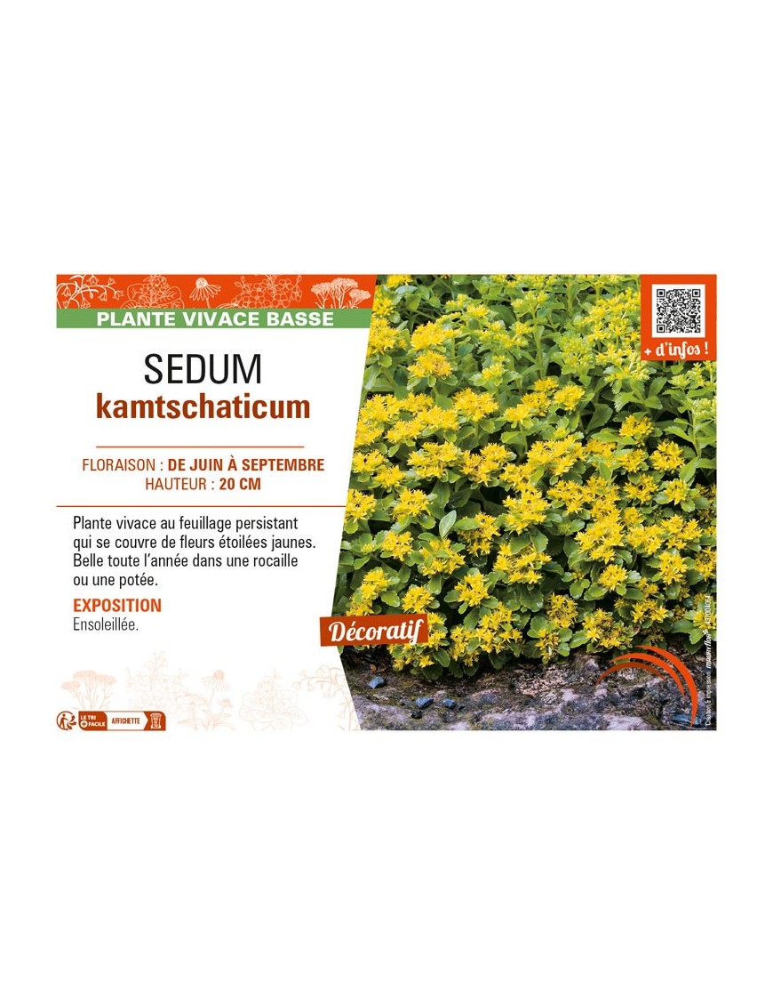 SEDUM kamtschaticum (jaune)