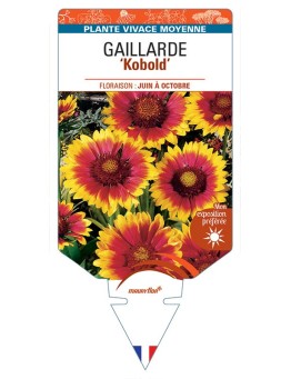 GAILLARDIA 'Kobold' (rouge et jaune)