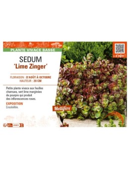 SEDUM Lime Zinger