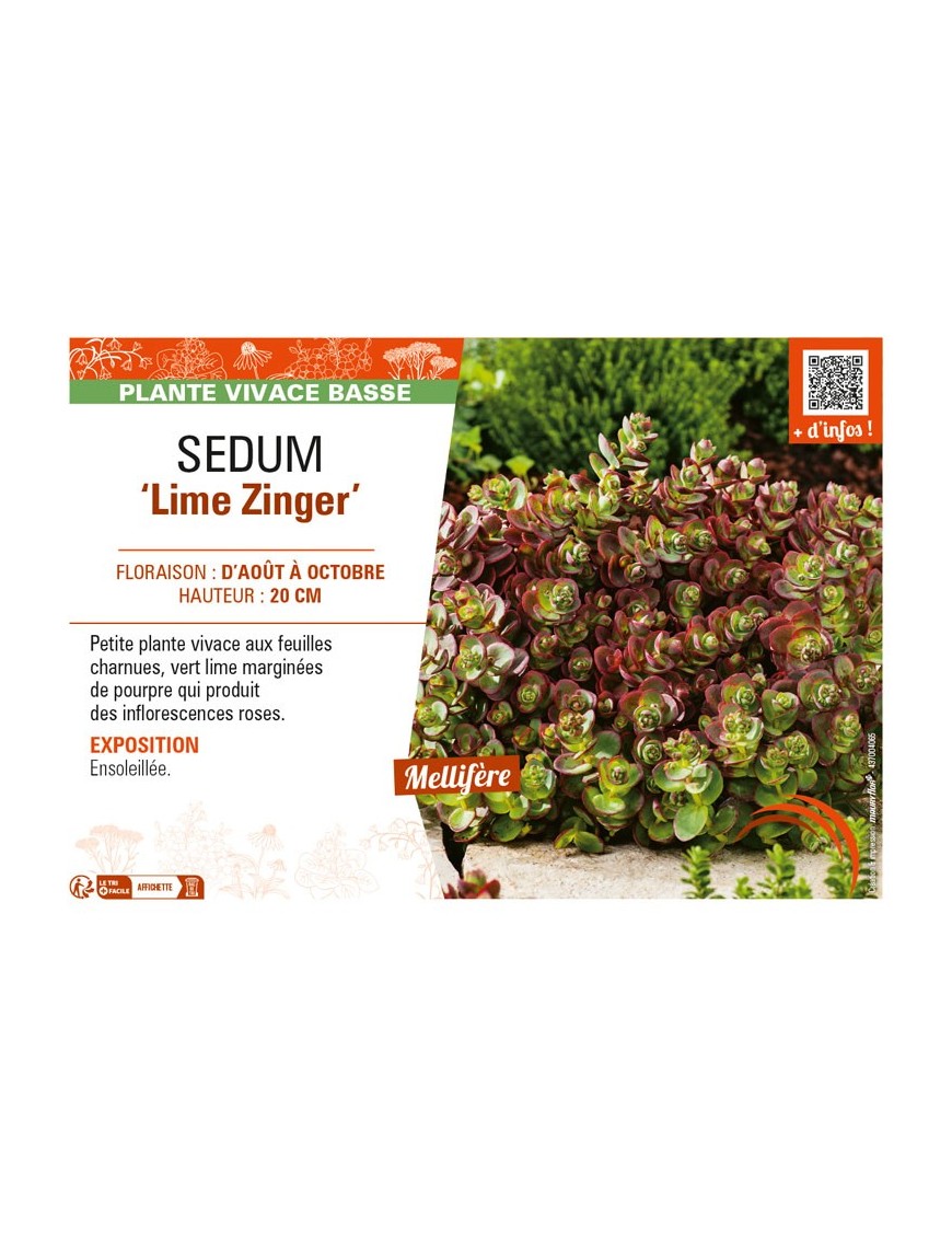 SEDUM Lime Zinger