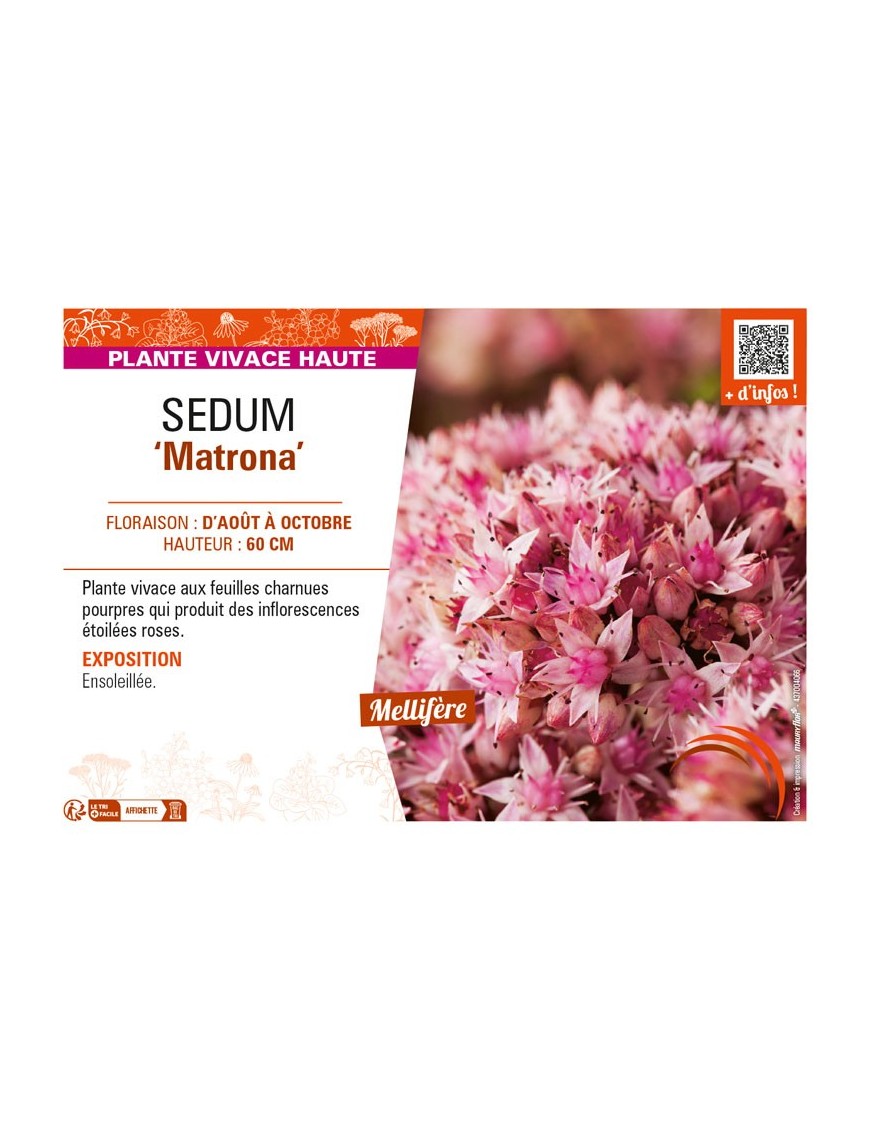 SEDUM Matrona