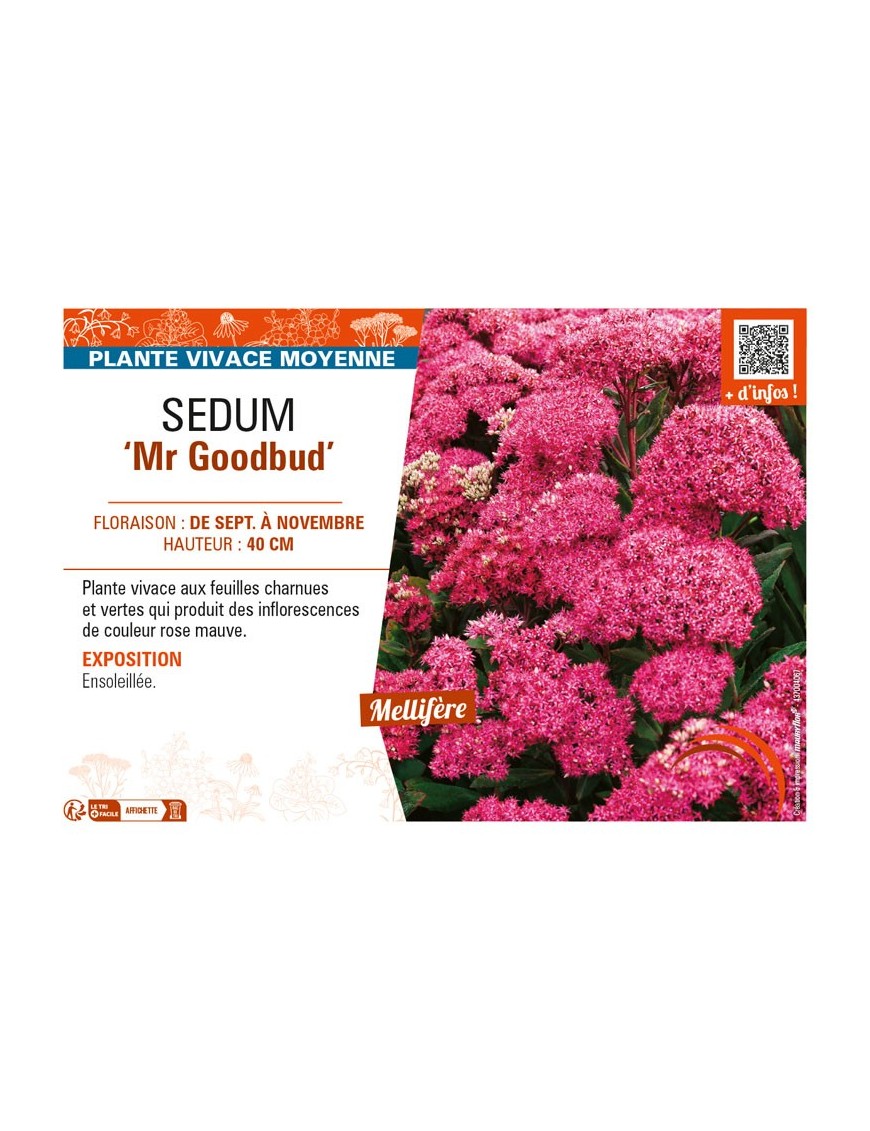 SEDUM Mr Goodbud