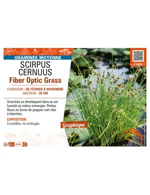 SCIRPUS CERNUUS FIBER OPTIC GRASS