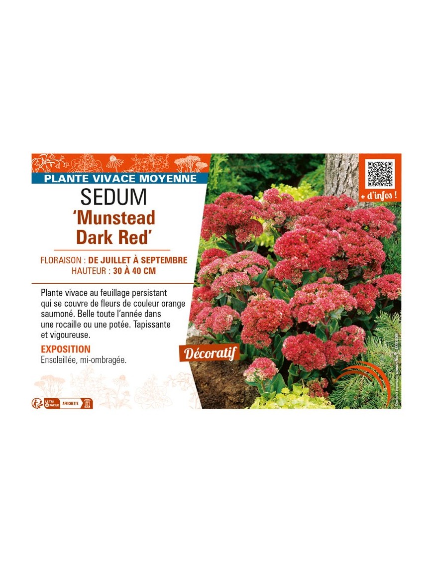 SEDUM (hybridum) Munstead Dark Red