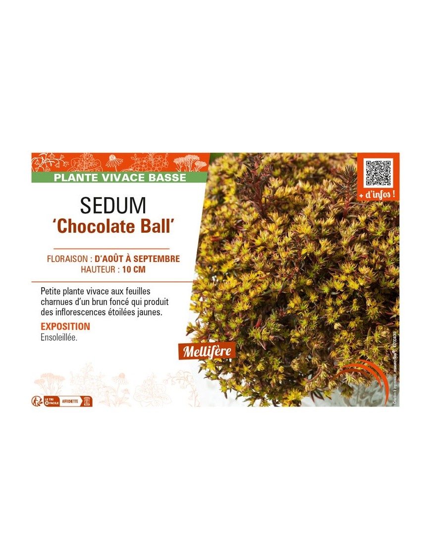 SEDUM (hybridum) Chocolate Ball