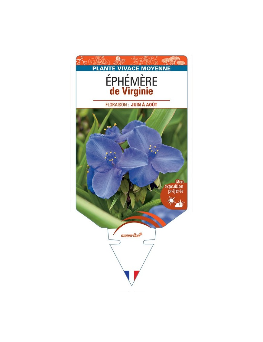 ÉPHÉMÈRE de Virginie