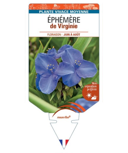 ÉPHÉMÈRE de Virginie