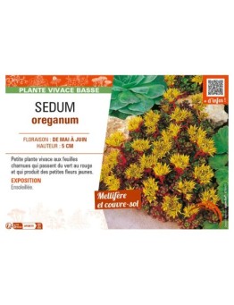SEDUM oreganum