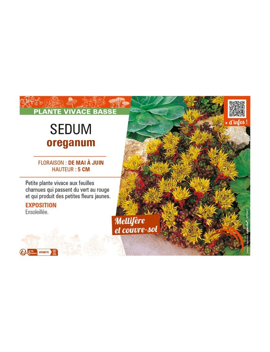 SEDUM oreganum