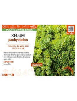 SEDUM pachyclados