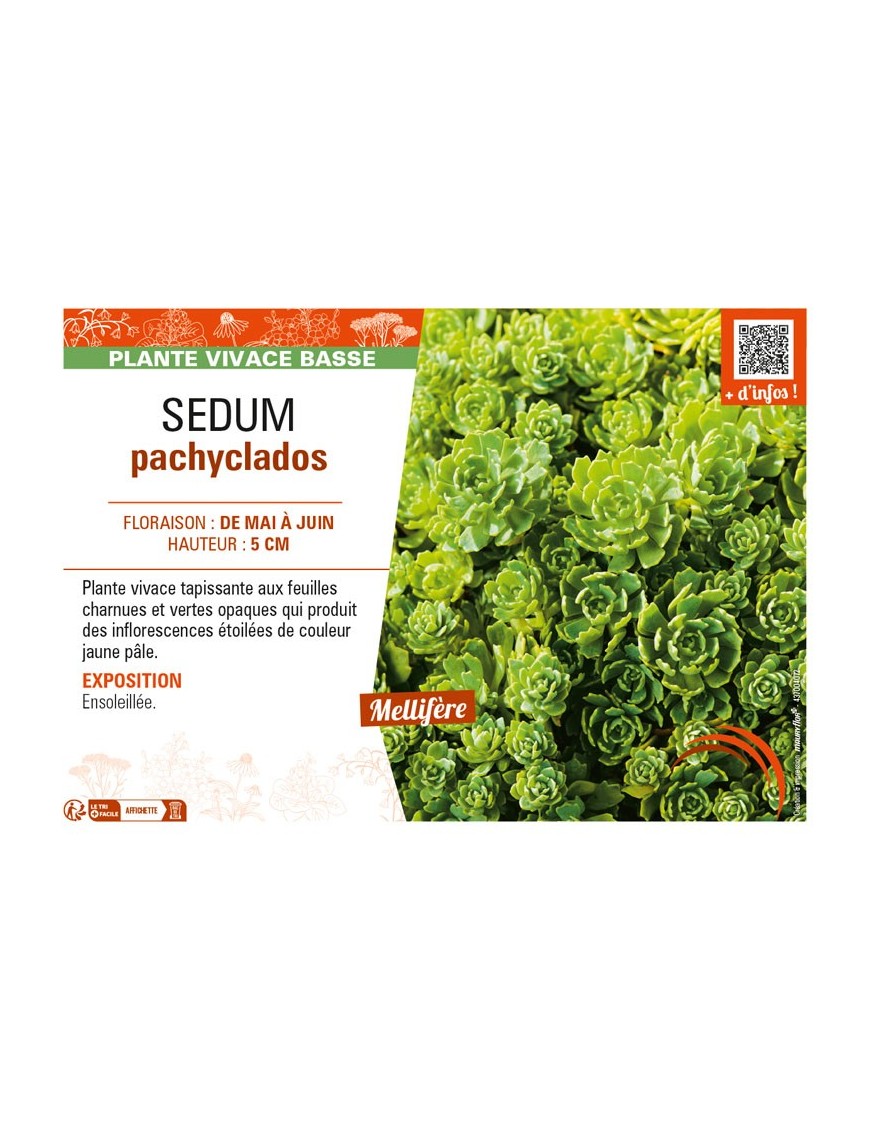 SEDUM pachyclados