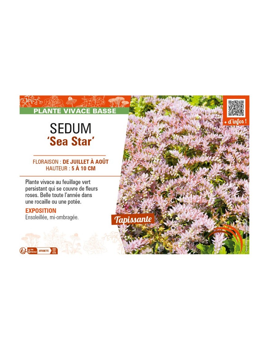 SEDUM (pulchellum) Sea Star