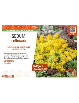 SEDUM reflexum