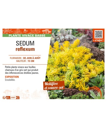 SEDUM reflexum