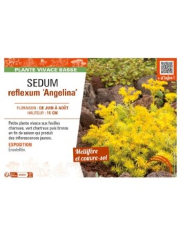 SEDUM reflexum Angelina