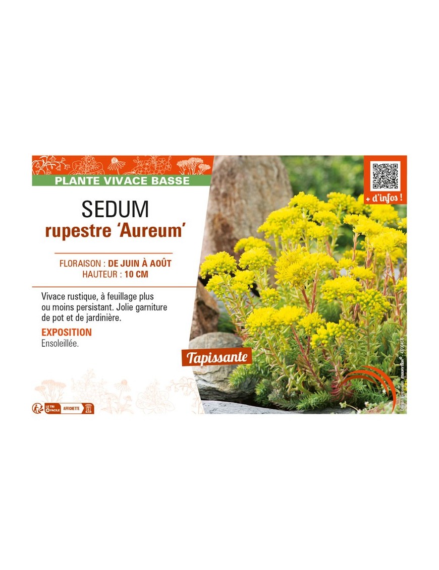 SEDUM reflexum Aureum