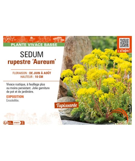 SEDUM reflexum Aureum