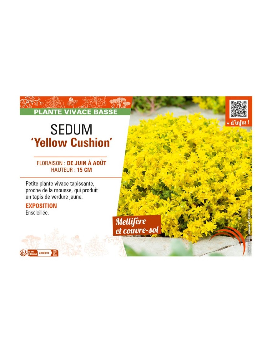 SEDUM (reflexum) Yellow Cushion