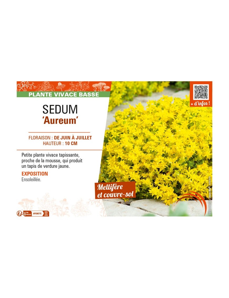 SEDUM (rupestre) Aureum