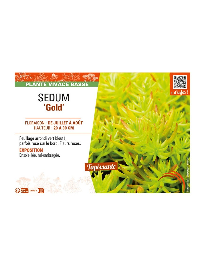 SEDUM (sediforme) Gold