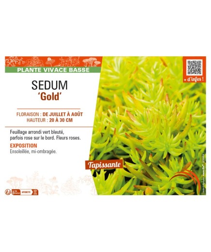 SEDUM (sediforme) Gold