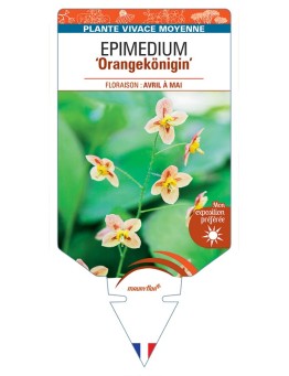 EPIMEDIUM (pubigerum) Orangekönigin
