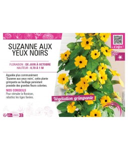 (THUNBERGIA) SUZANNE AUX...