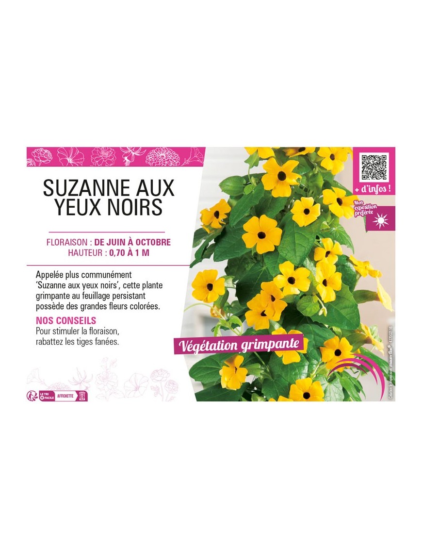 (THUNBERGIA) SUZANNE AUX YEUX NOIRS