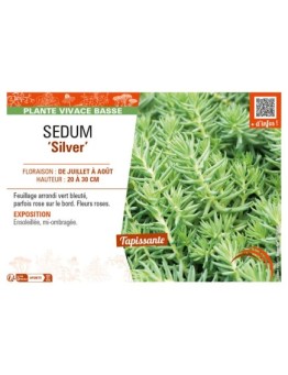 SEDUM (sediforme) Silver